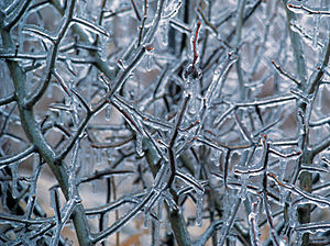 300x224_01180851_iceontrees.jpg